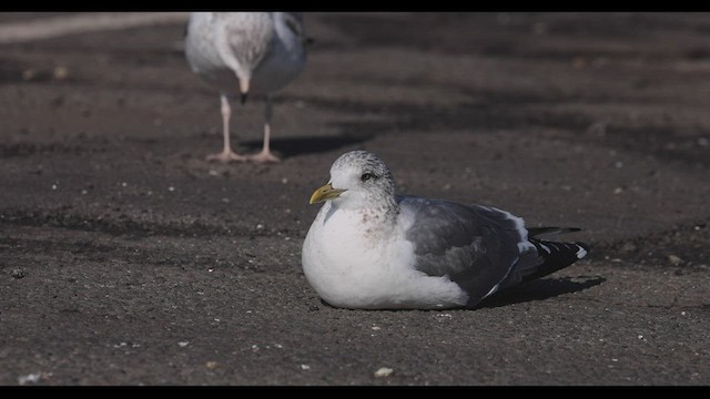 歐亞海鷗(kamtschatschensis) - ML416866921