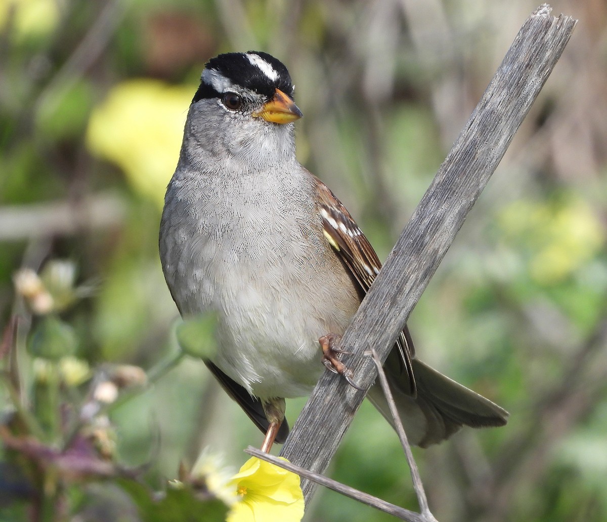 White-crowned Sparrow - ML416868131