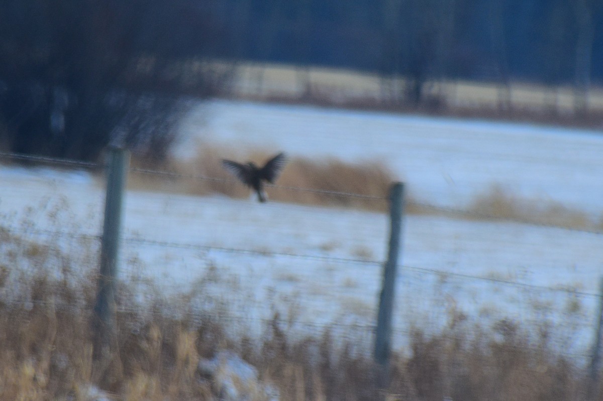 Western Meadowlark - ML416868561