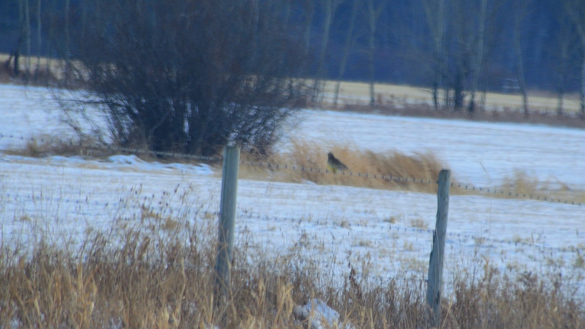 Western Meadowlark - ML416868661