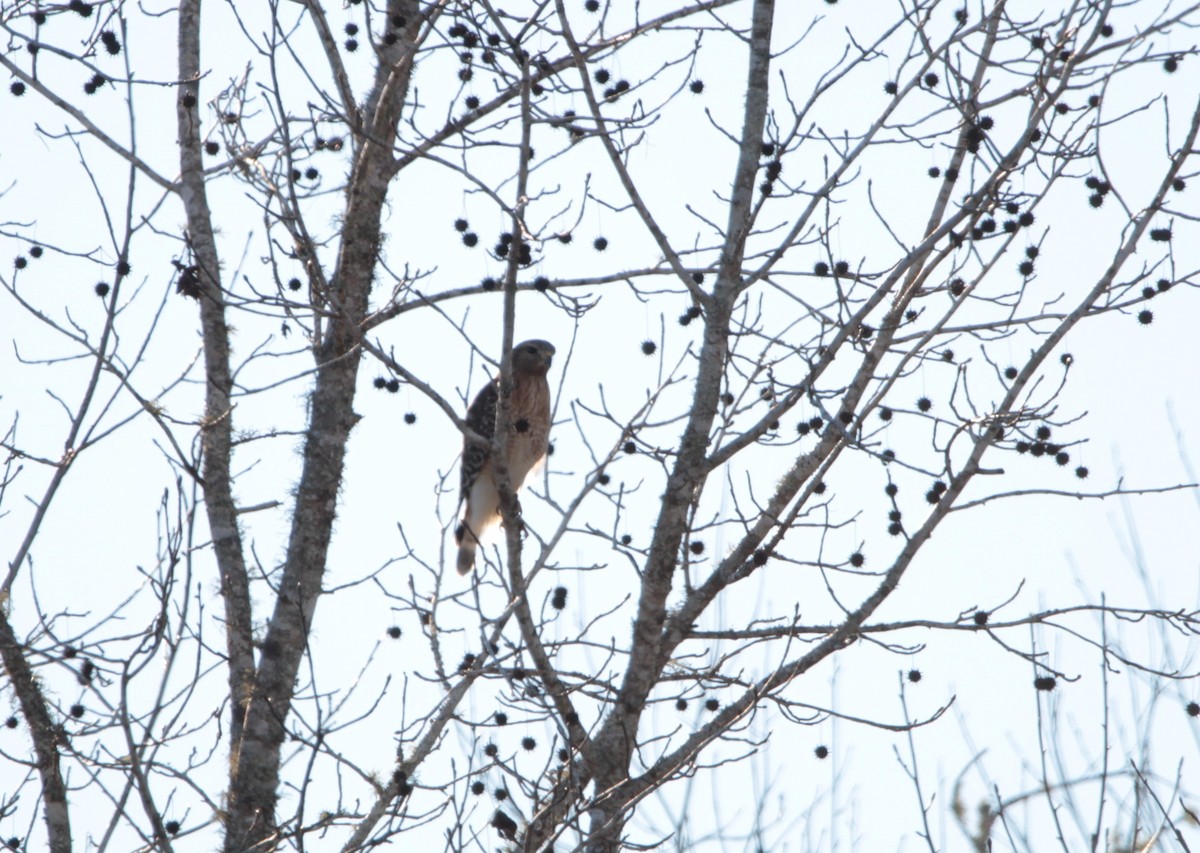 Red-shouldered Hawk - ML416869531