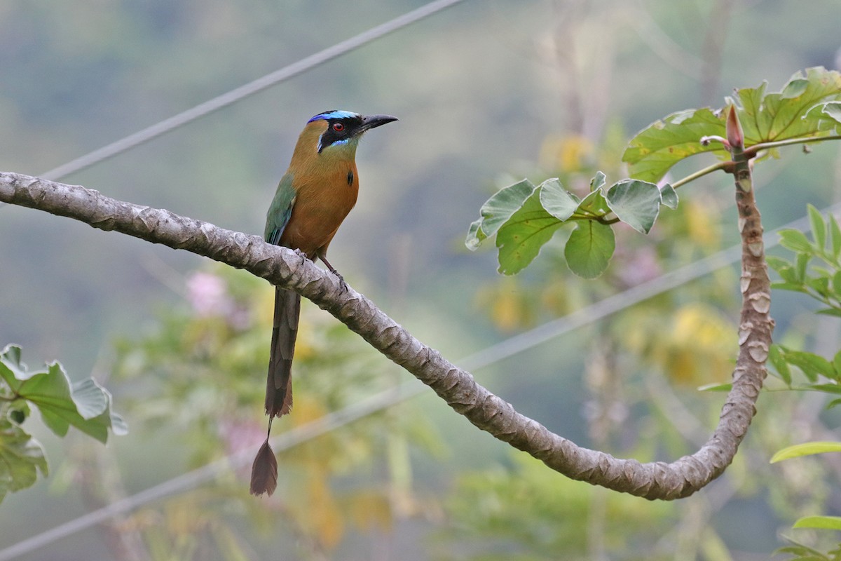 Whooping Motmot (Whooping) - ML416869541