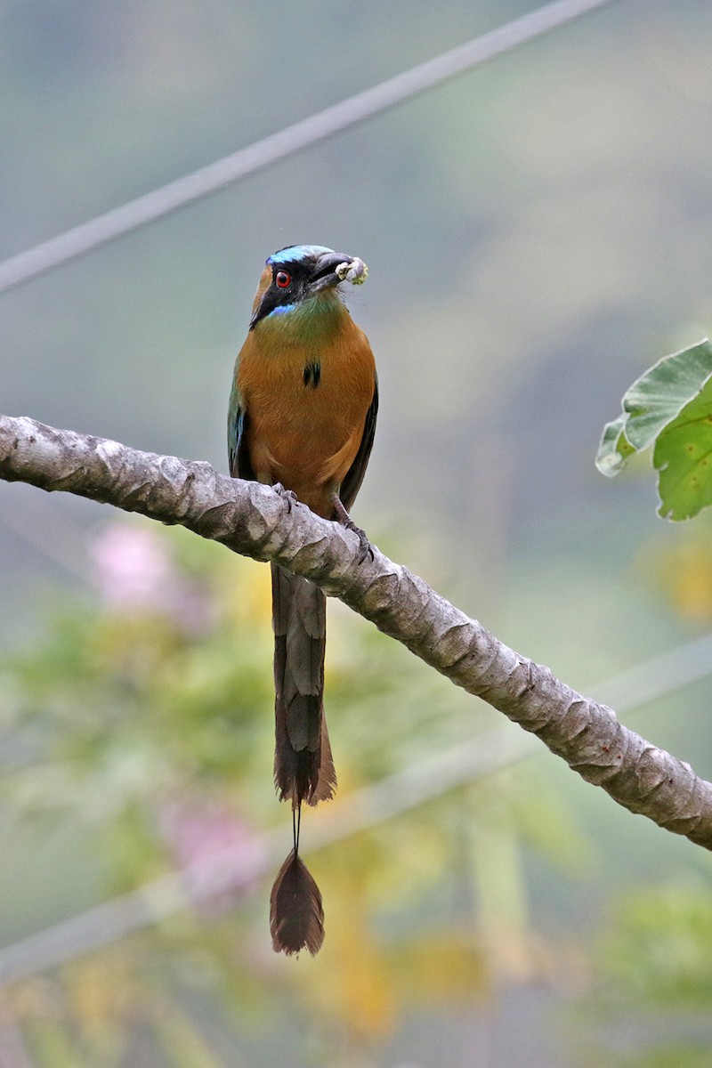 Kızılca Motmot [subrufescens grubu] - ML416869551