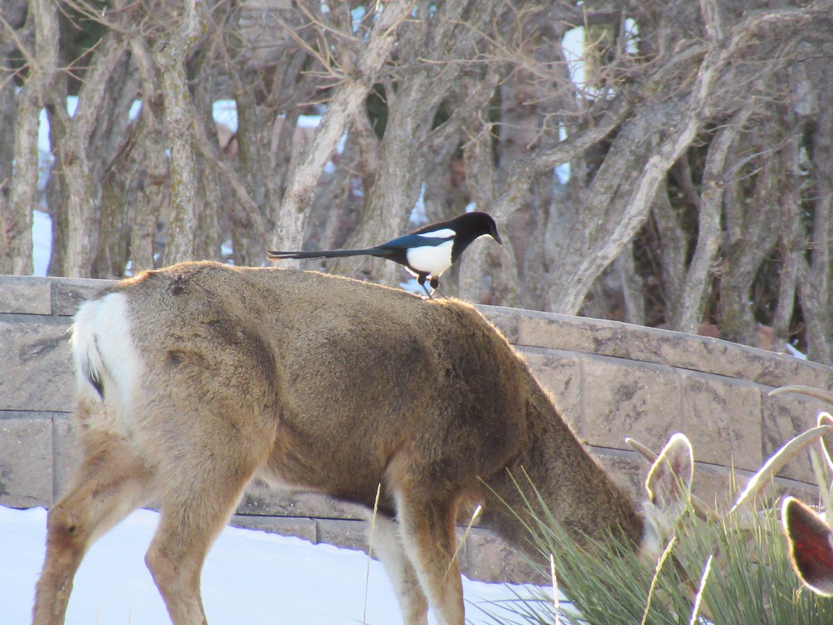 Black-billed Magpie - ML416870001