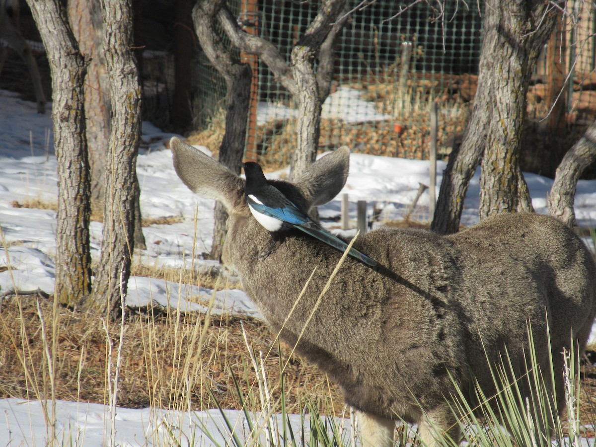 Black-billed Magpie - ML416870041