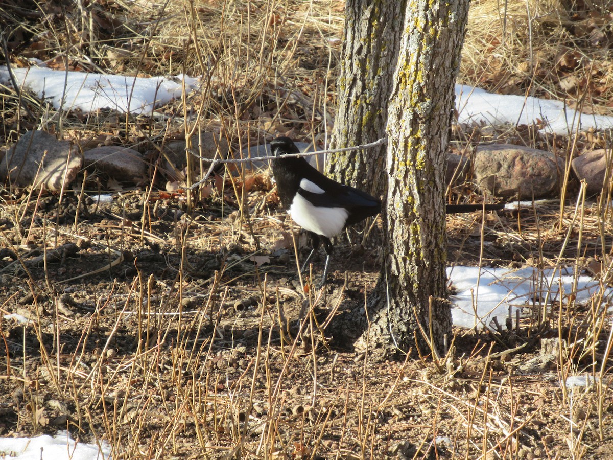 Black-billed Magpie - ML416870181
