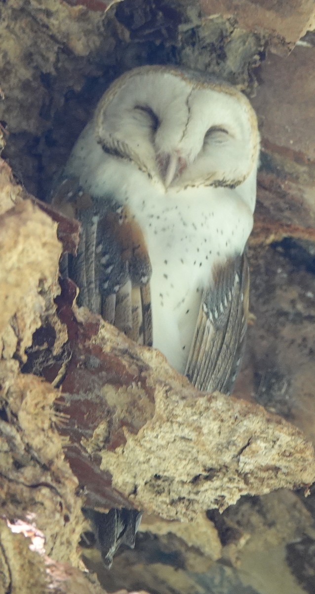 Barn Owl (Eastern) - ML416870701