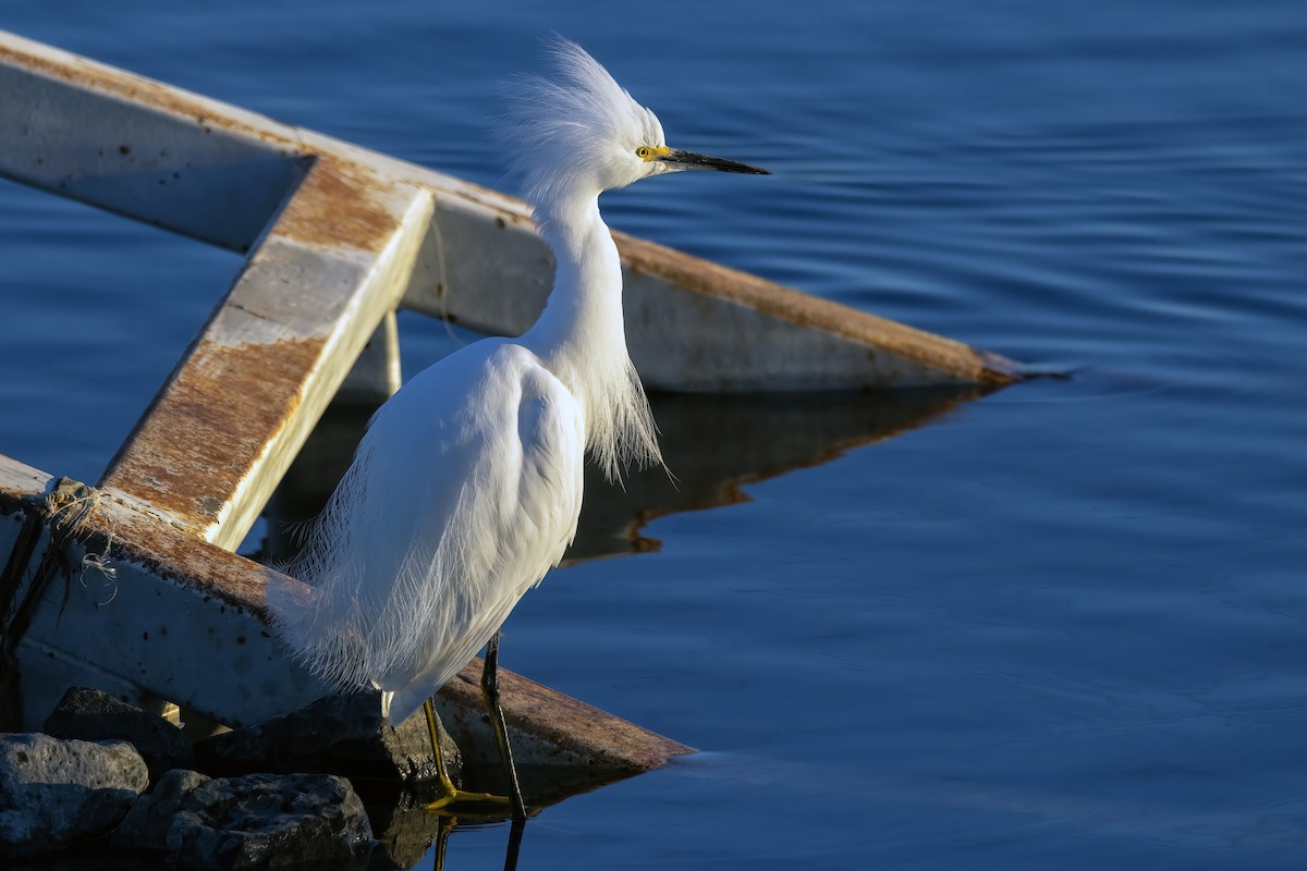 Snowy Egret - Jim Gain