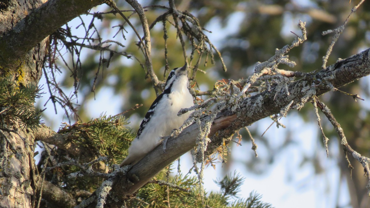 Hairy Woodpecker - ML416874571