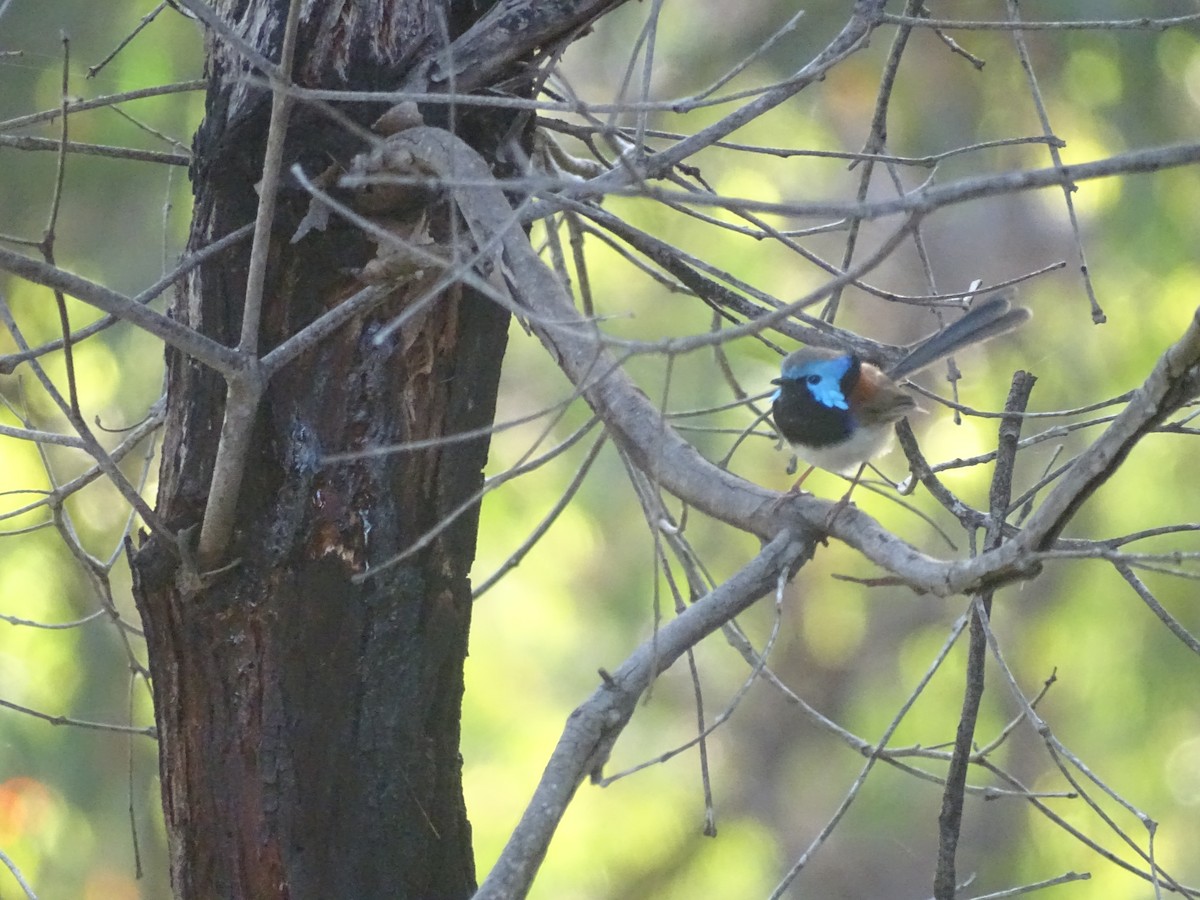 Variegated Fairywren - ML416876941