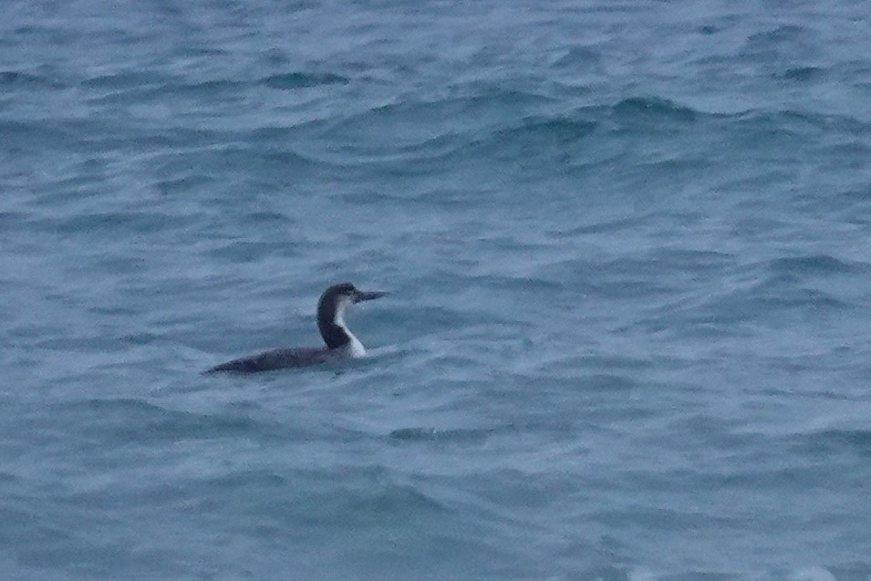 Common Loon - ML416878601