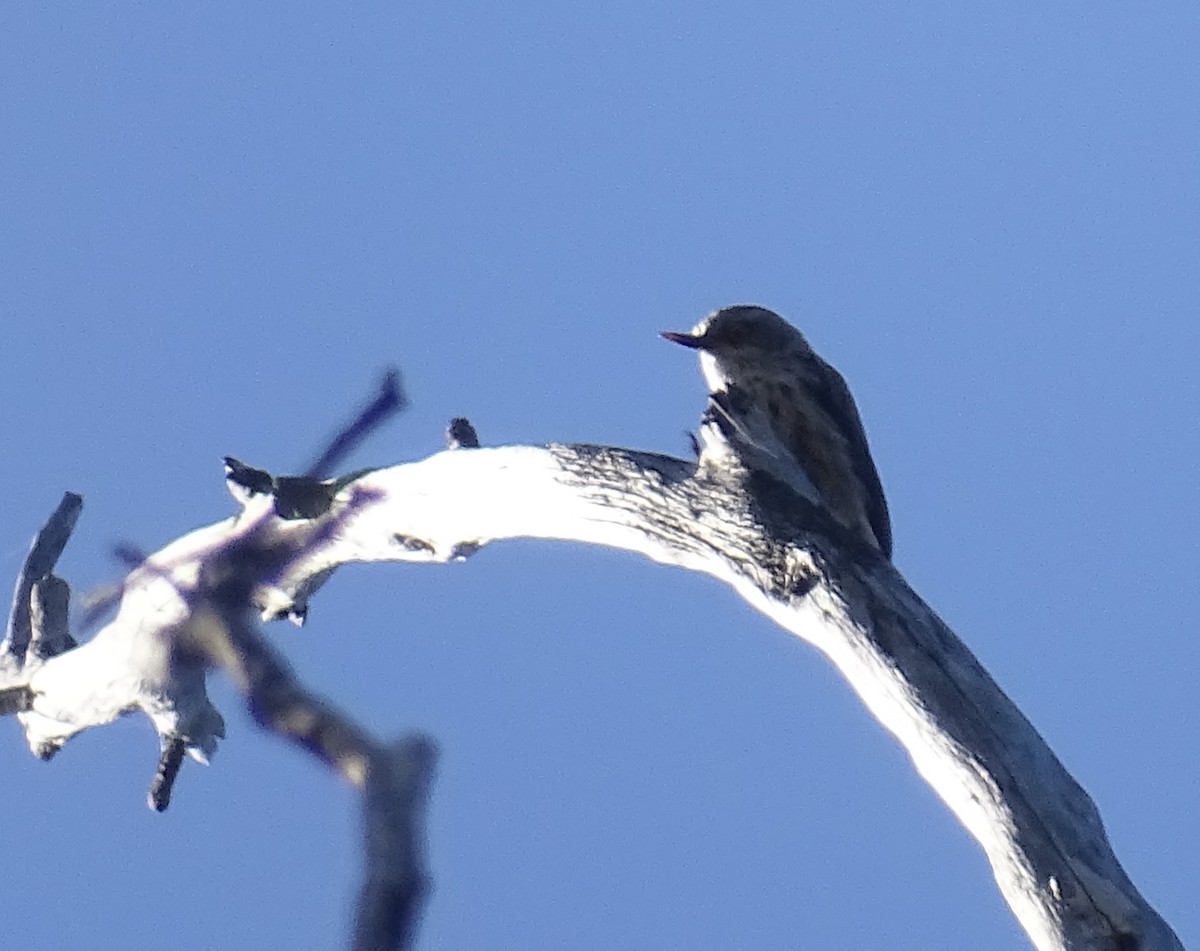 Varied Sittella - ML416878731