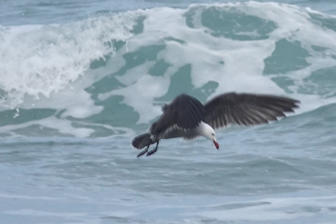 Heermann's Gull - Jeffrey Turner