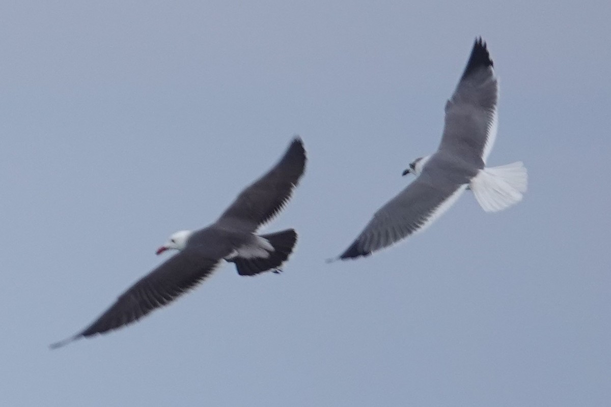 Gaviota Mexicana - ML416879691