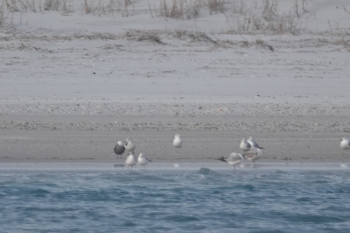 Gaviota Mexicana - ML416879701