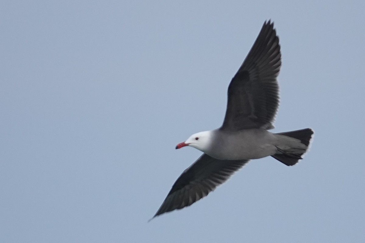 Gaviota Mexicana - ML416879711