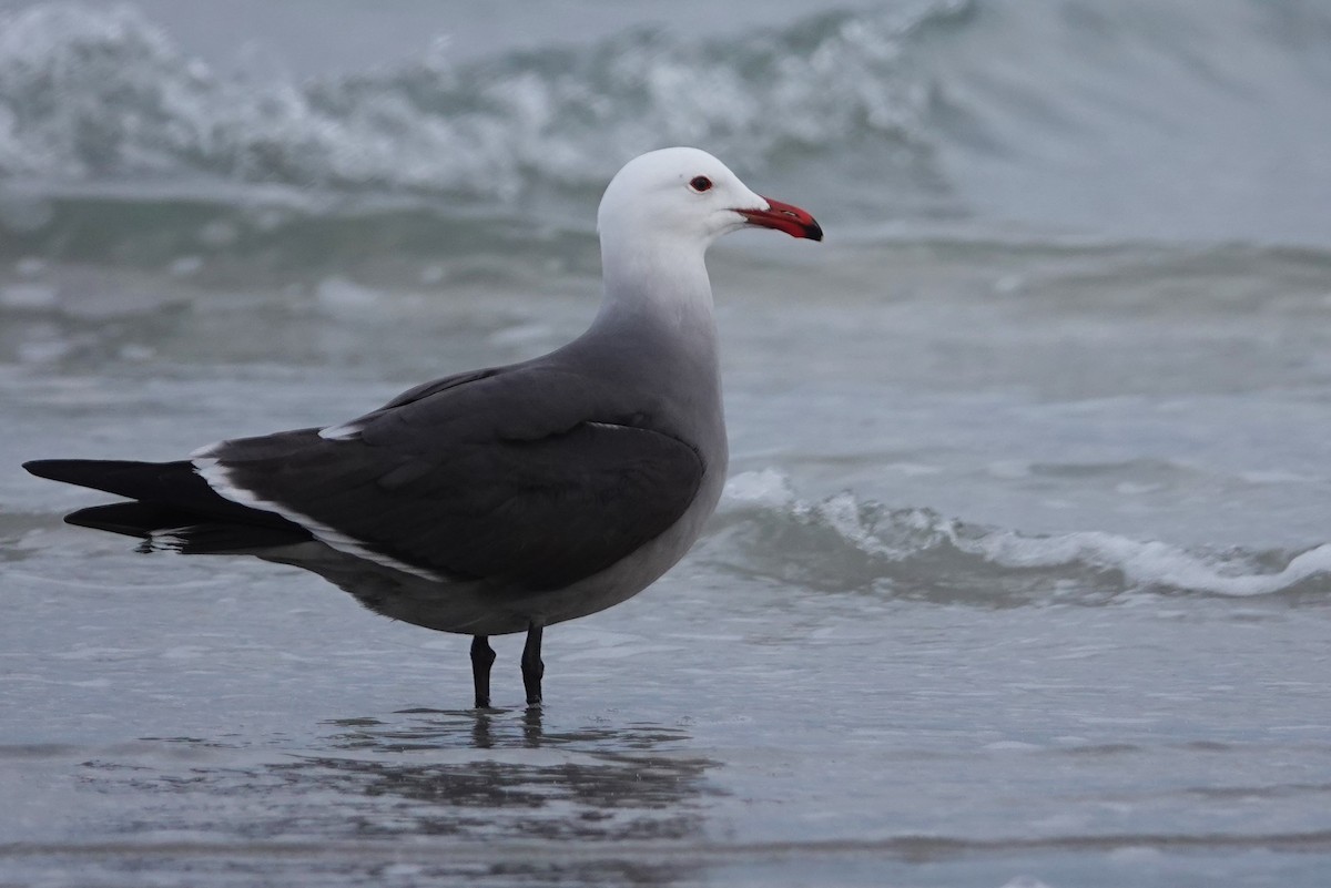 Gaviota Mexicana - ML416879741