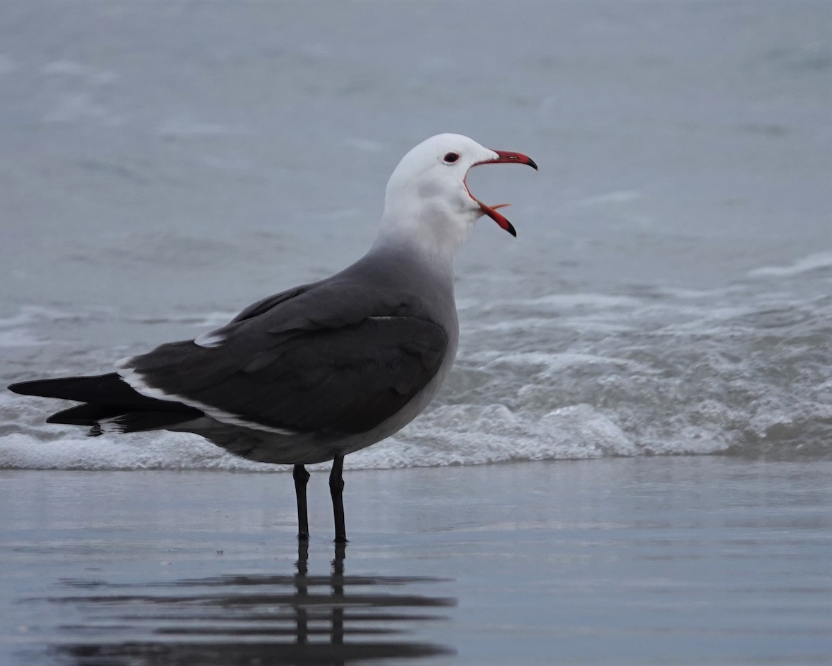 Gaviota Mexicana - ML416879751