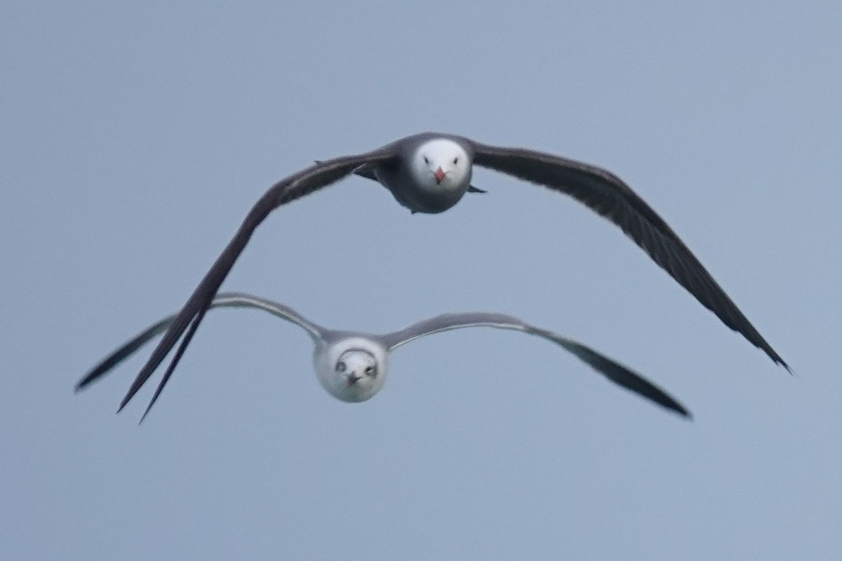 Heermann's Gull - ML416880081