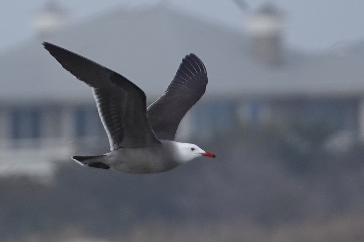 Heermann's Gull - ML416880091