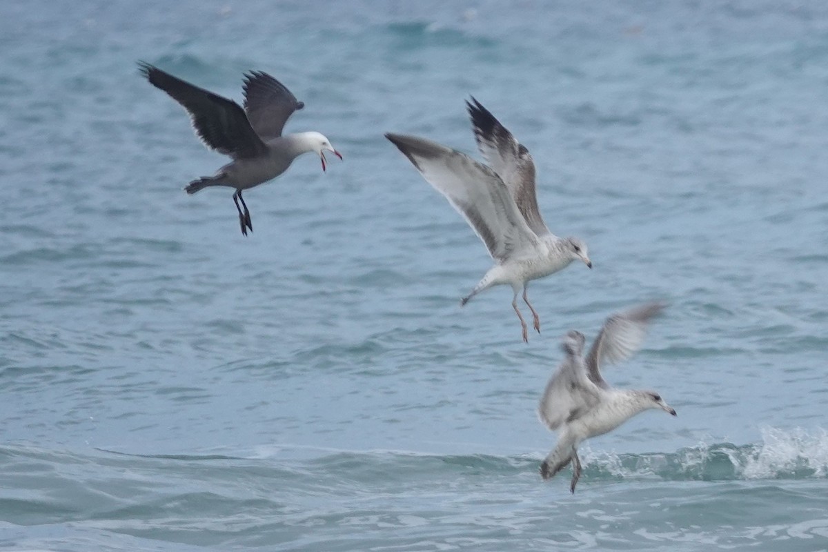 Heermann's Gull - Jeffrey Turner