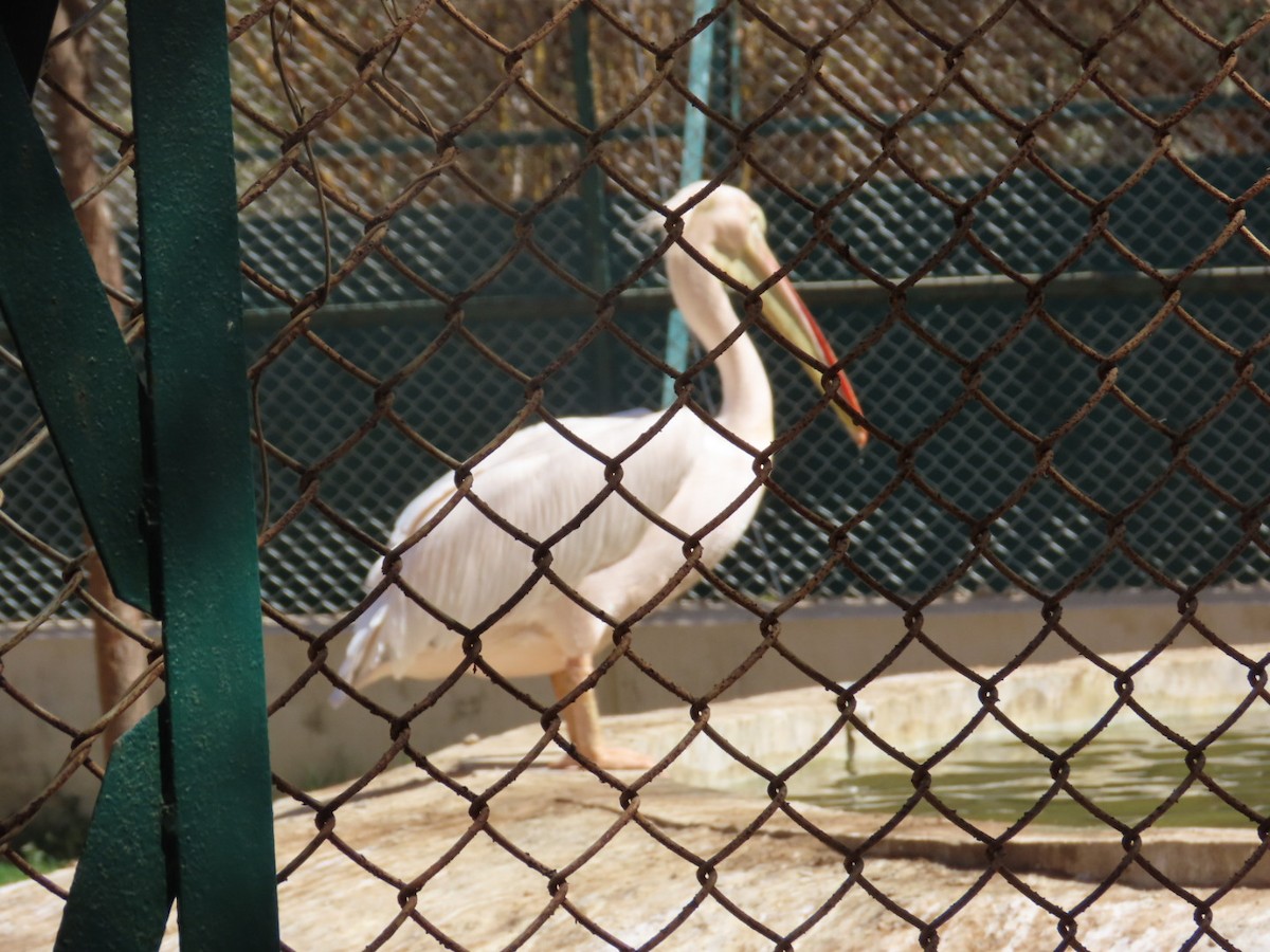 Great White Pelican - Latha Raghavendra