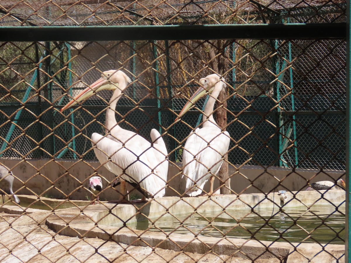 pelikán bílý - ML416880151