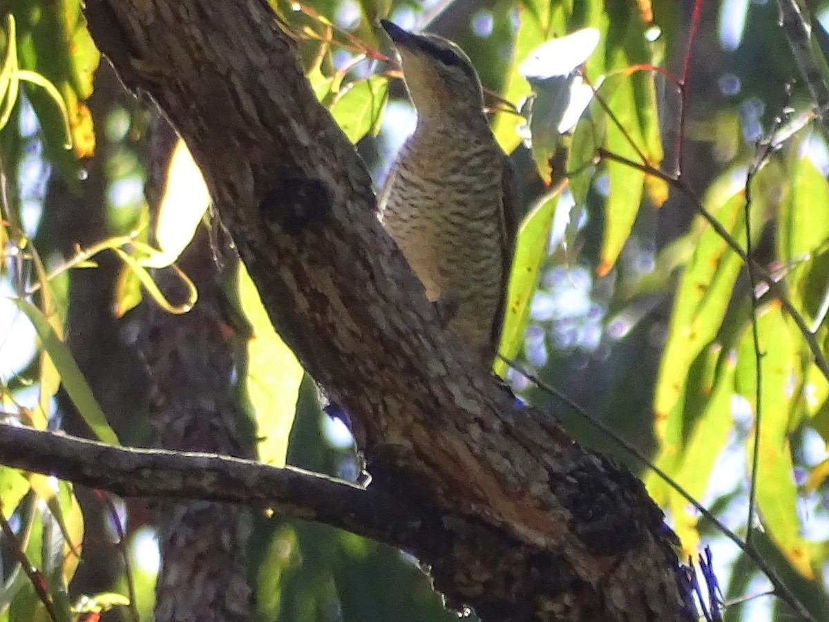 Common Cicadabird - ML416880201