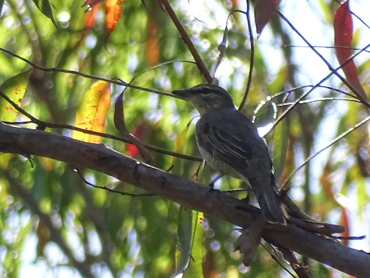 Common Cicadabird - ML416880361