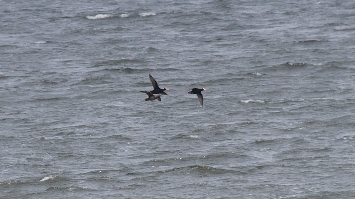 Surf Scoter - ML416880781