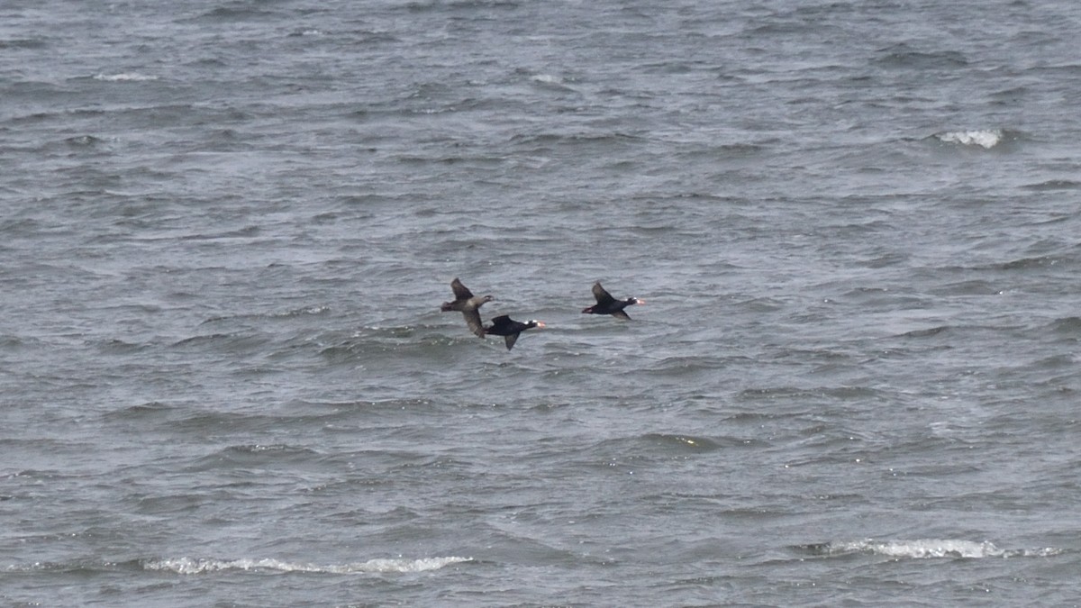 Surf Scoter - ML416880821