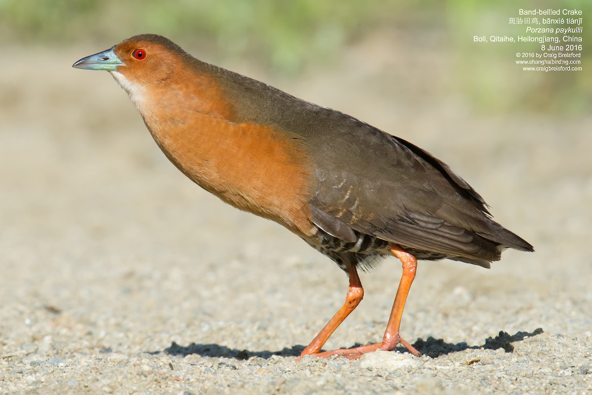 Band-bellied Crake - Craig Brelsford