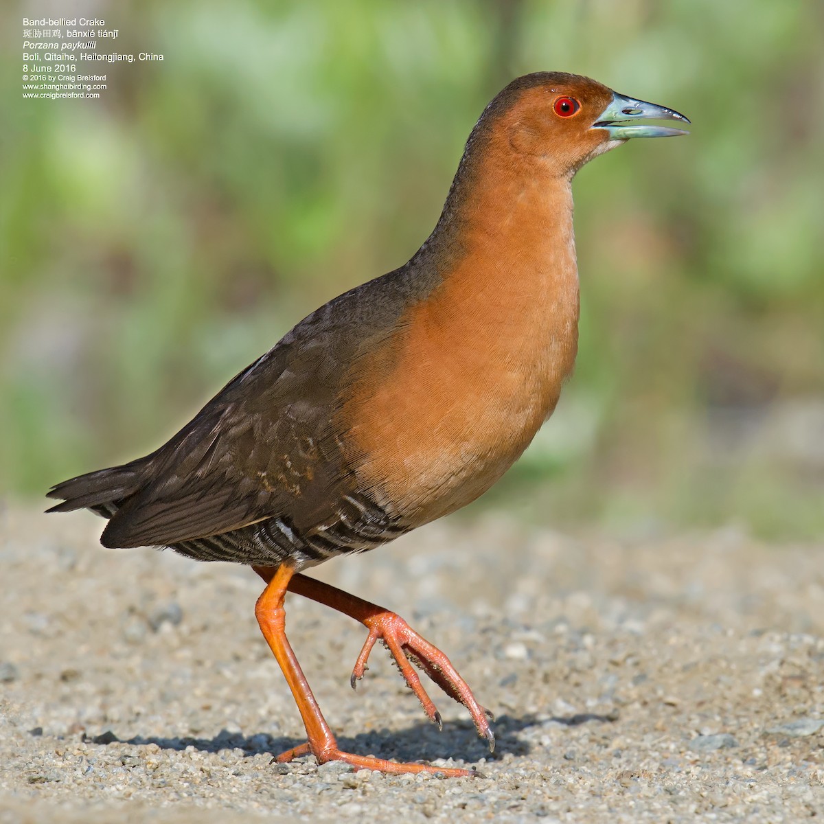 Band-bellied Crake - ML41688131