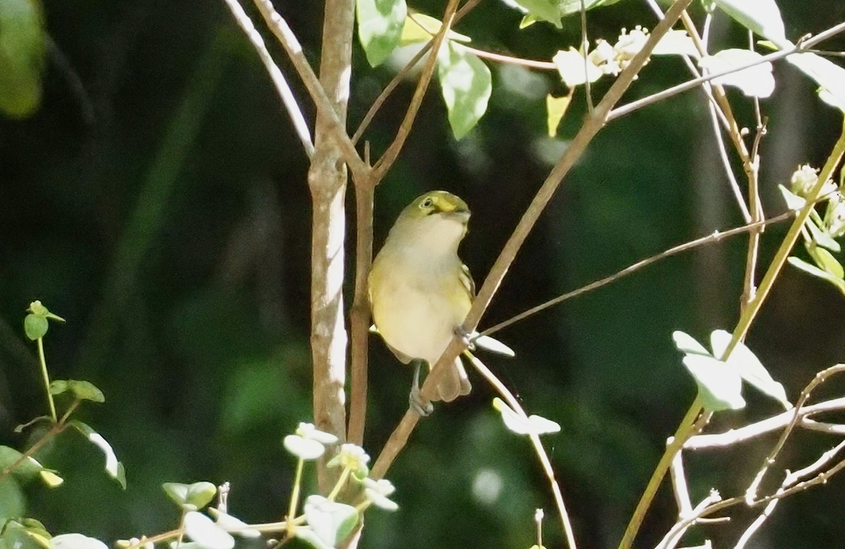 White-eyed Vireo - John Anderson