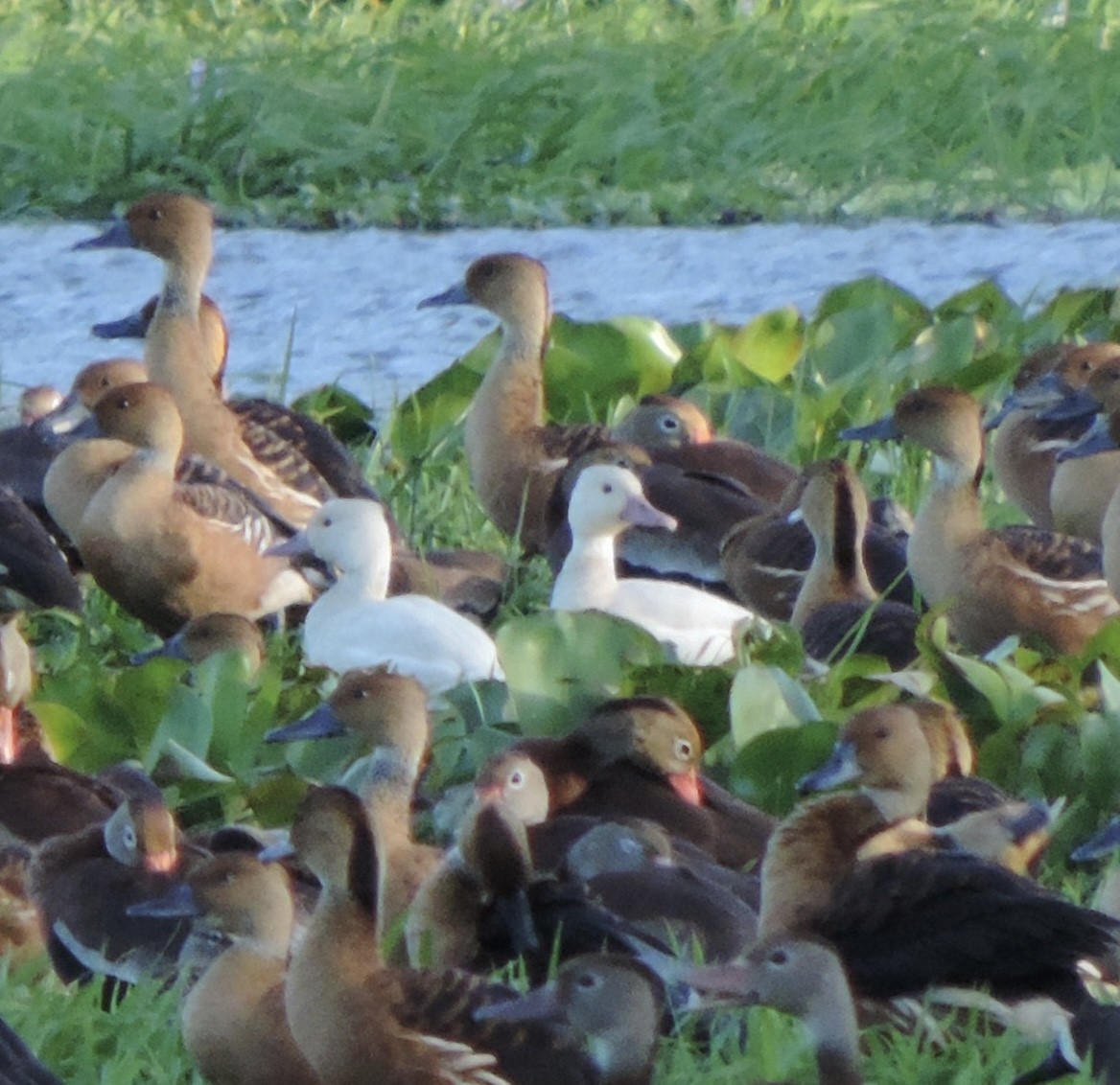 Fulvous Whistling-Duck - ML416882361