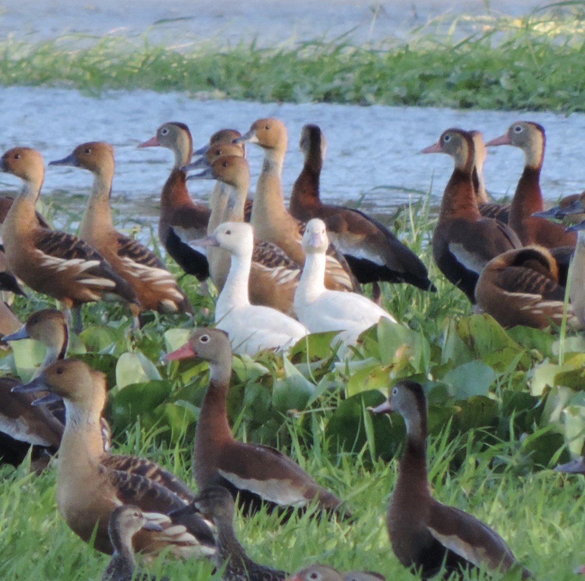 Fulvous Whistling-Duck - ML416882371