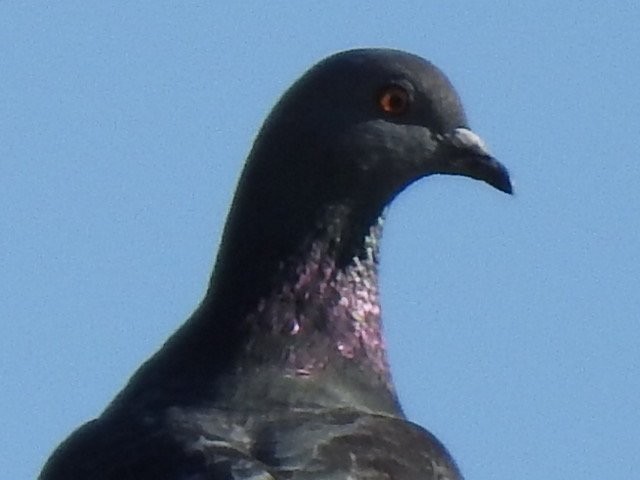 Pigeon biset (forme domestique) - ML416882731