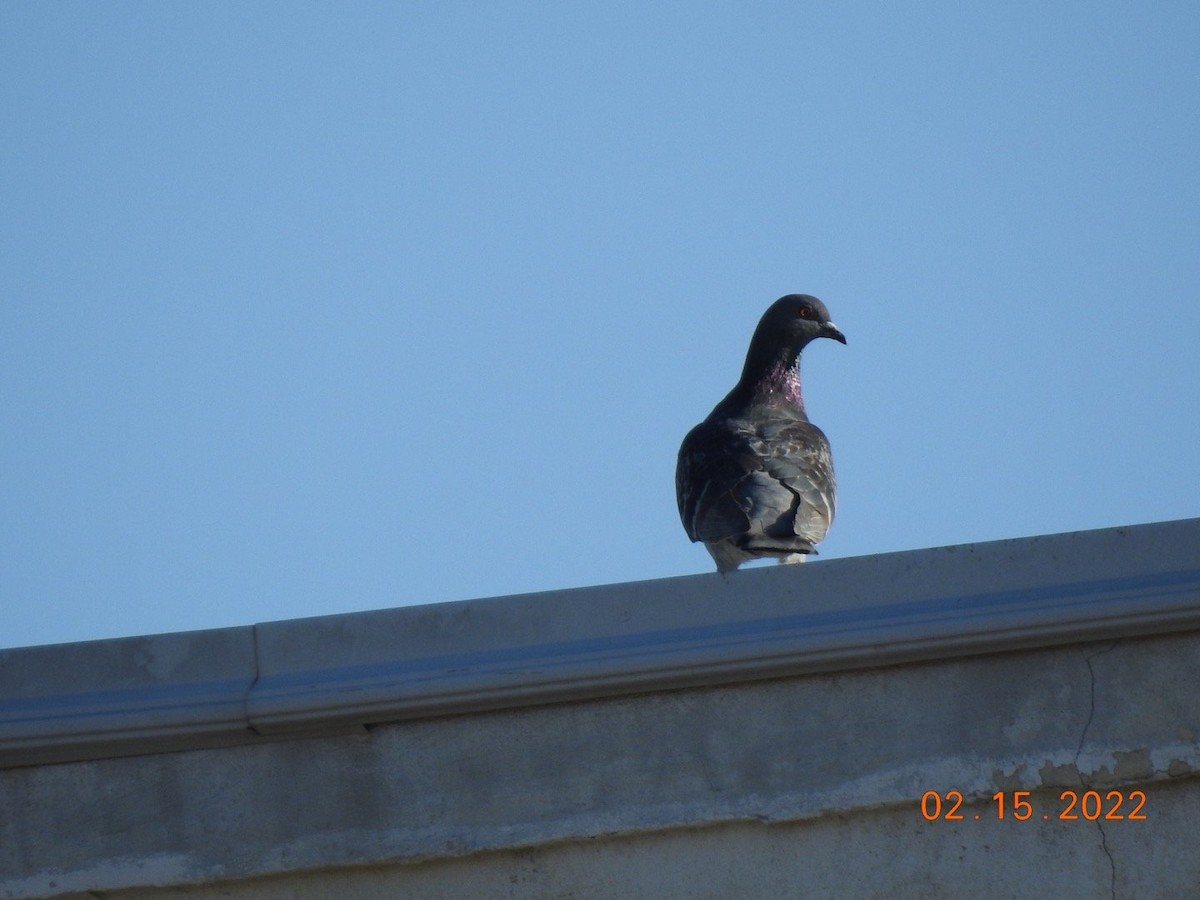 Rock Pigeon (Feral Pigeon) - ML416882901