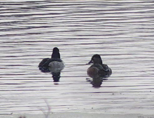 Ring-necked Duck - ML41688291