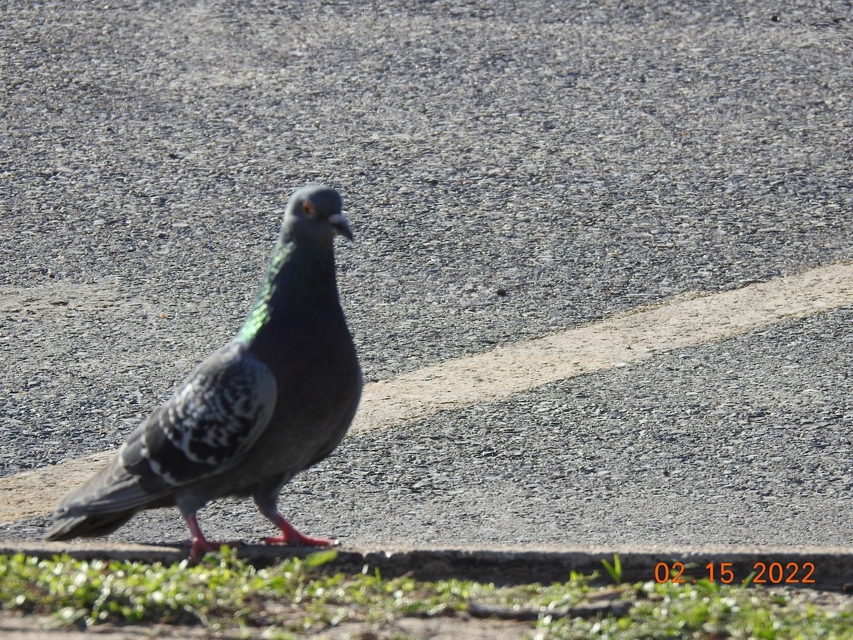 Rock Pigeon (Feral Pigeon) - ML416883111