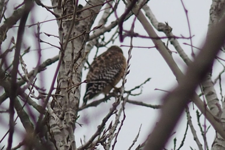 Red-shouldered Hawk - ML41688321