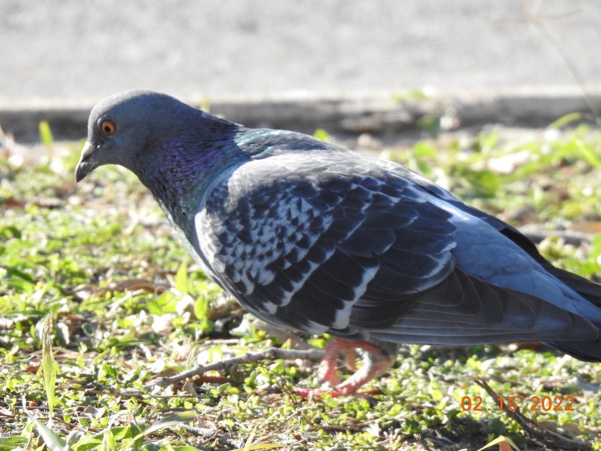 Rock Pigeon (Feral Pigeon) - ML416883211