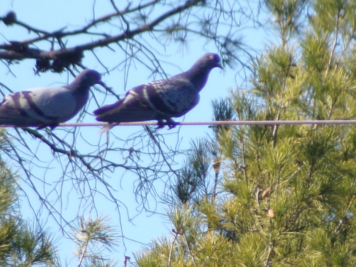 Хөхвөр тагтаа (суурин газрын) - ML416884221