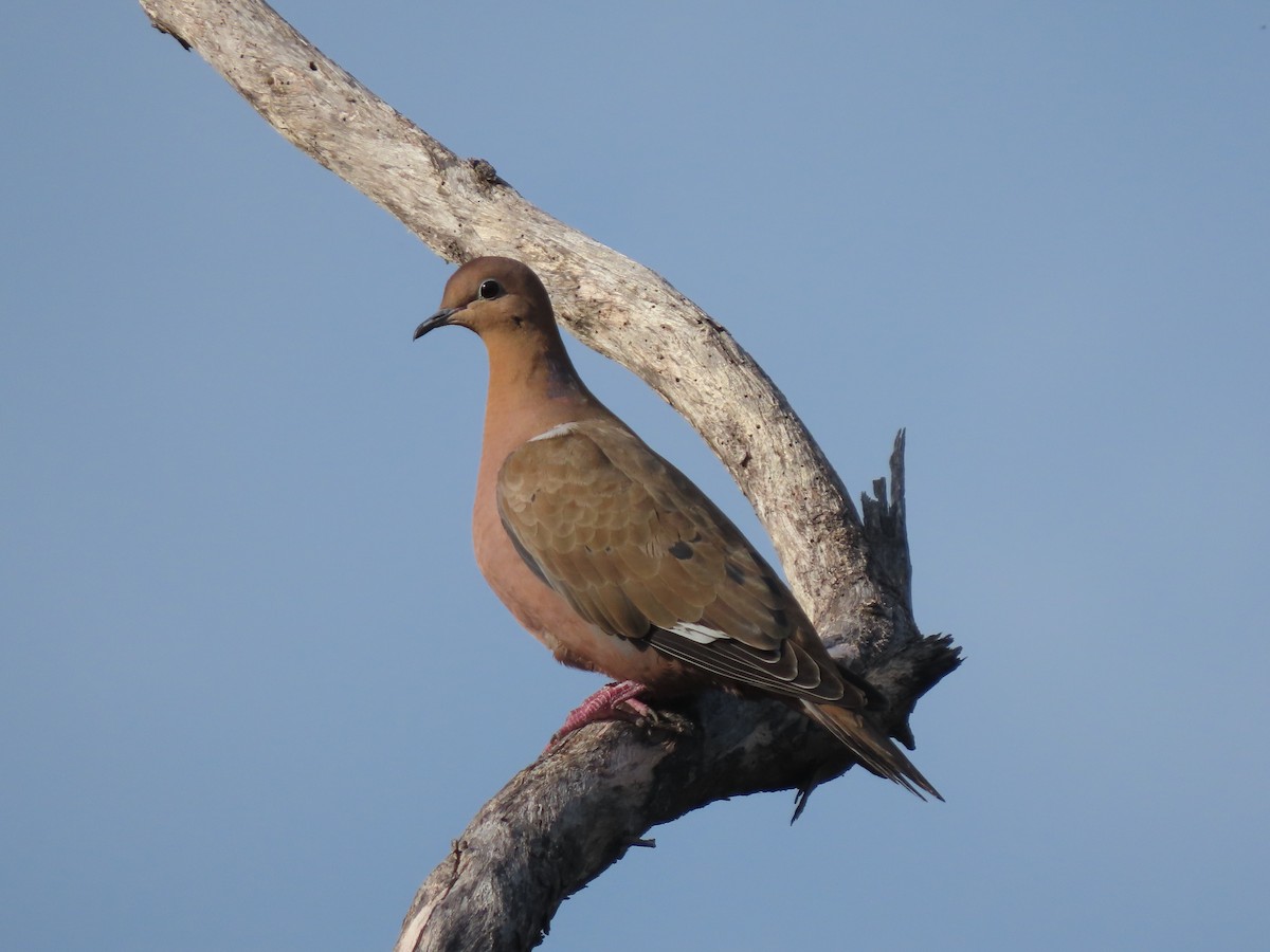 Zenaida Dove - ML416884501