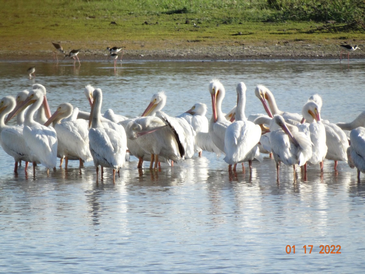pelikán severoamerický - ML416884531