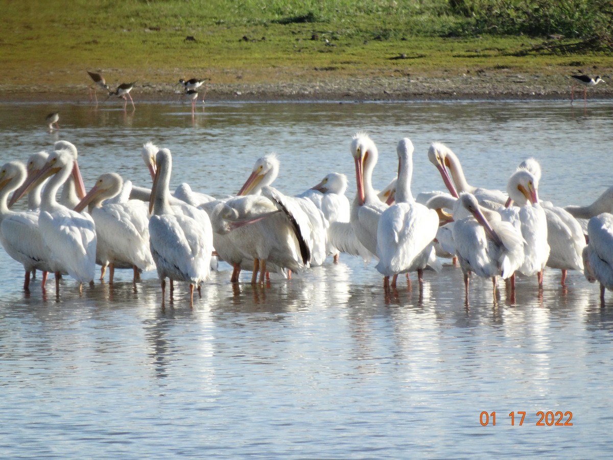 American White Pelican - ML416884531