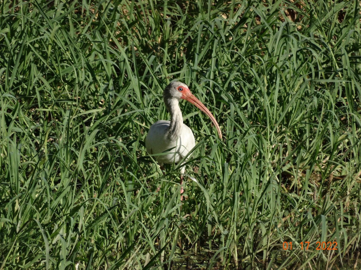 White Ibis - Andrés Reyes