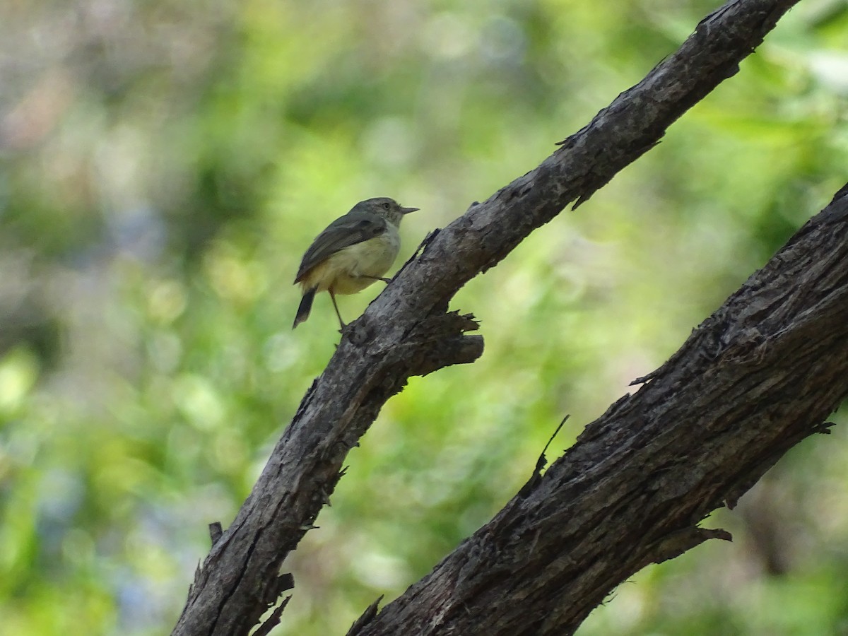 Buff-rumped Thornbill - ML416885641