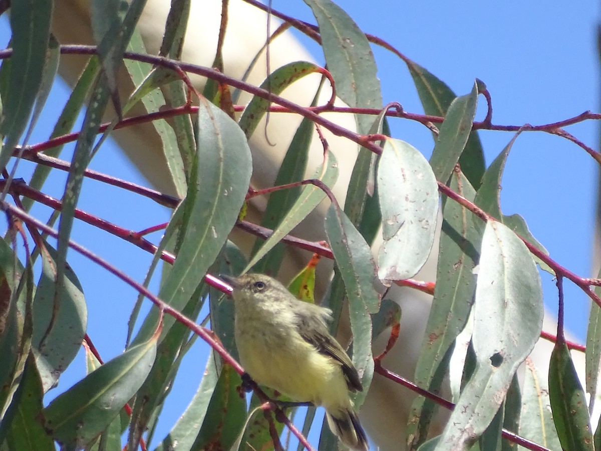 Buff-rumped Thornbill - ML416885771