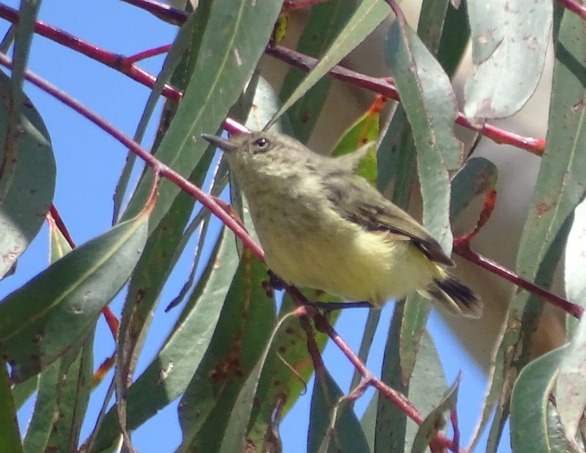 Buff-rumped Thornbill - G. Thomas Doerig